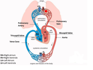 heart and 02,co2