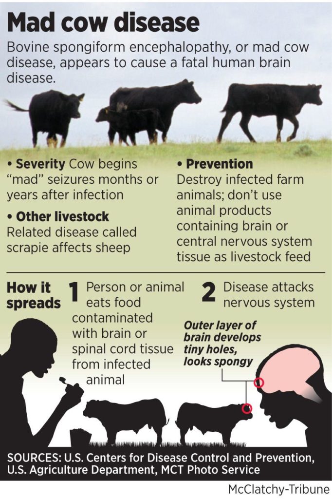 Part II MAD COW DISEASE=bovine spongiform encephalopathy (BS & in