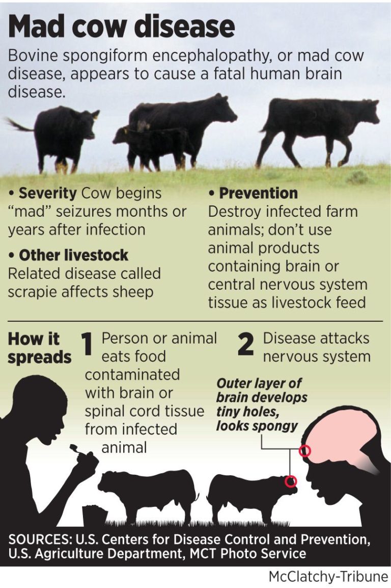 part-ii-mad-cow-disease-bovine-spongiform-encephalopathy-bs-in