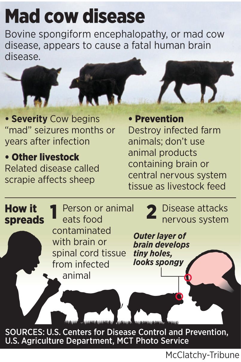 Part II MAD COW DISEASE bovine Spongiform Encephalopathy BS In 