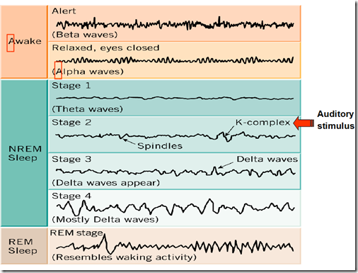 Sleep Stages I,II,III,IV,Deep REM. | Strive For Good Health