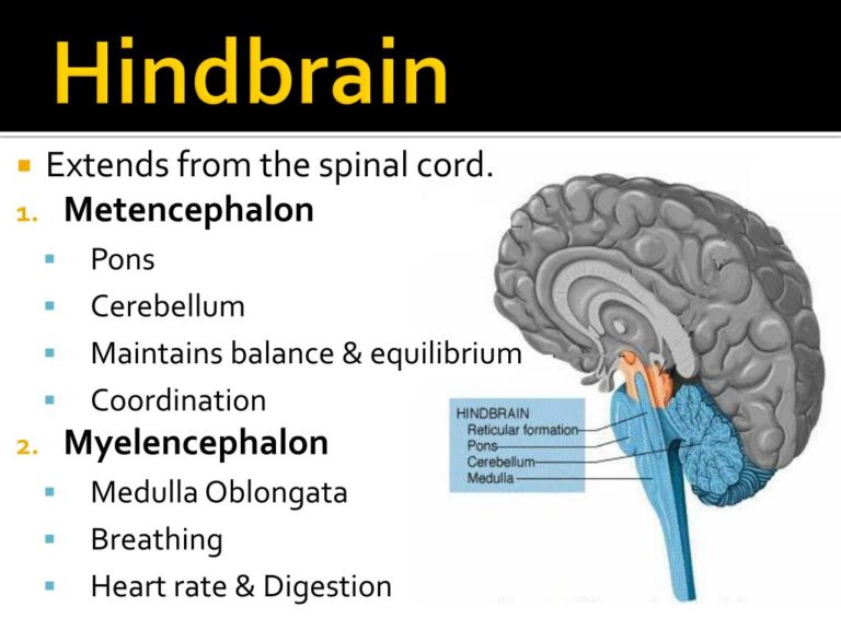 Knowing where a brain injury occurs helps make us understand the ...